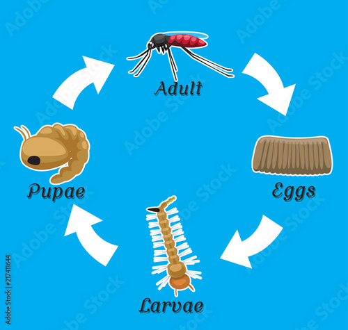 Mosquito Life Cycle Vector Illustration Grey Background