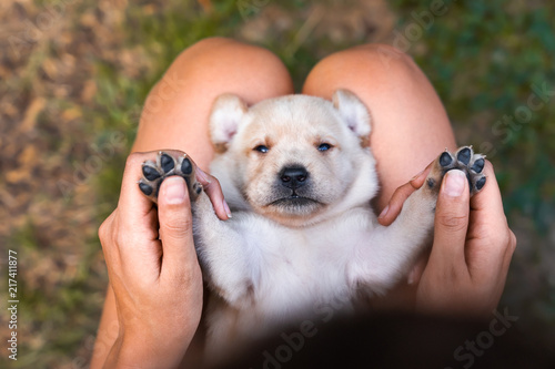 Fototapeta Naklejka Na Ścianę i Meble -  young cute small labrador retriever dog puppy with beautiful paws lies on persons legs getting cuddled with hand