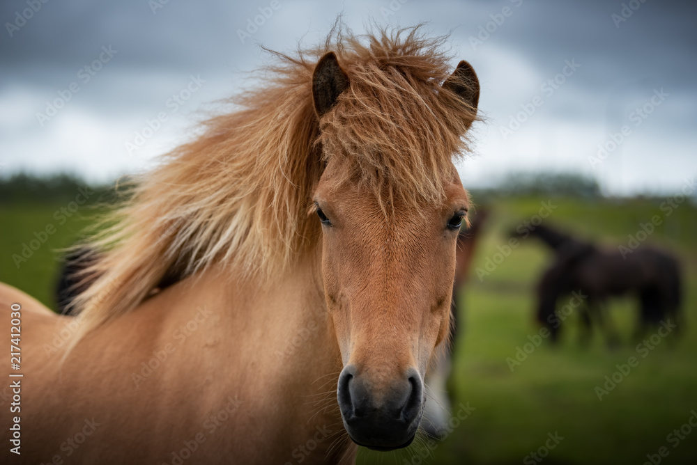 Icelandic Horses in summer ,Iceland.