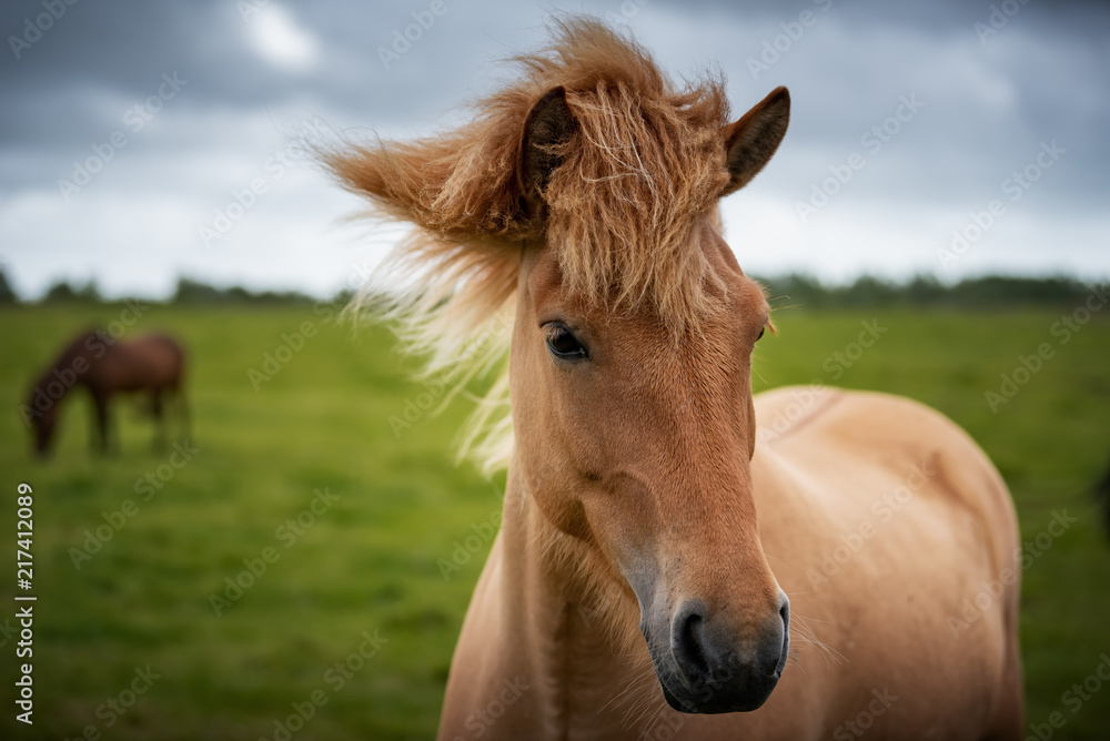 Icelandic Horses in summer ,Iceland. Icelandic Horses in summer ,Iceland.