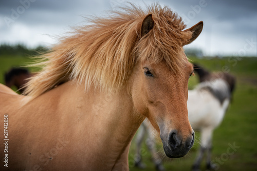 Fototapeta Naklejka Na Ścianę i Meble -  Icelandic Horses in summer ,Iceland.