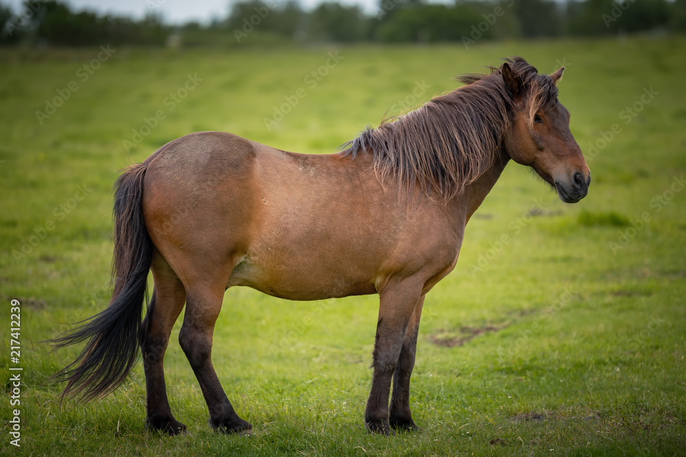 Icelandic Horses in summer ,Iceland. Icelandic Horses in summer ,Iceland.