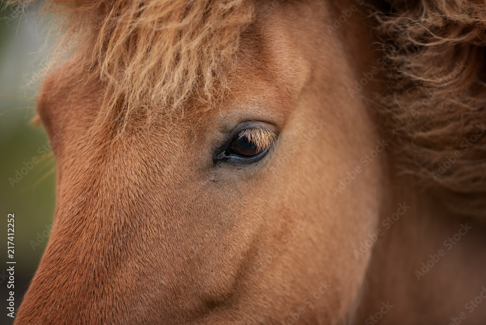 Fototapeta premium Icelandic Horses in summer ,Iceland.