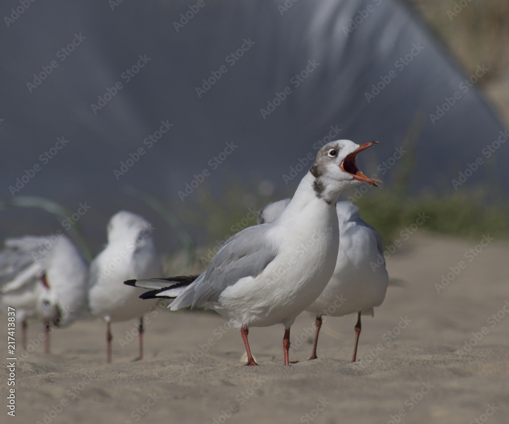 a sea gull with a red open beak and a flock of birds on a sandy beach a sea gull with a red open beak and a flock of birds on a sandy beach