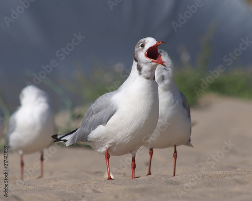 a sea gull with a red open beak and a flock of birds on a sandy beach
