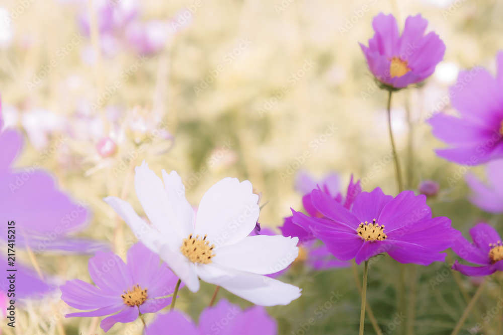 beauty flowers in the nature park , cosmos flowers in the meadow beauty flowers in the nature park , cosmos flowers in the meadow