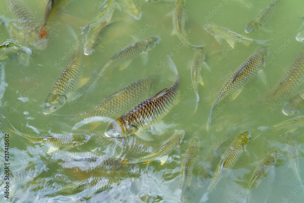 Fototapeta premium Fish’s on the water surface