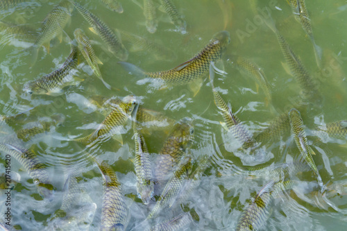 Fish’s on the water surface