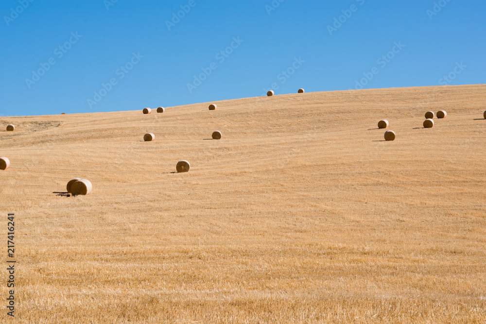 Obraz premium Harvestimg in Tuscany, Italy. Stacks of hay on summer field. Hay and straw bales in the end of summer