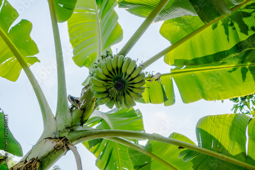 Картината върху платно Uprisen of bunch of unripe bananas , leaves and trunk.