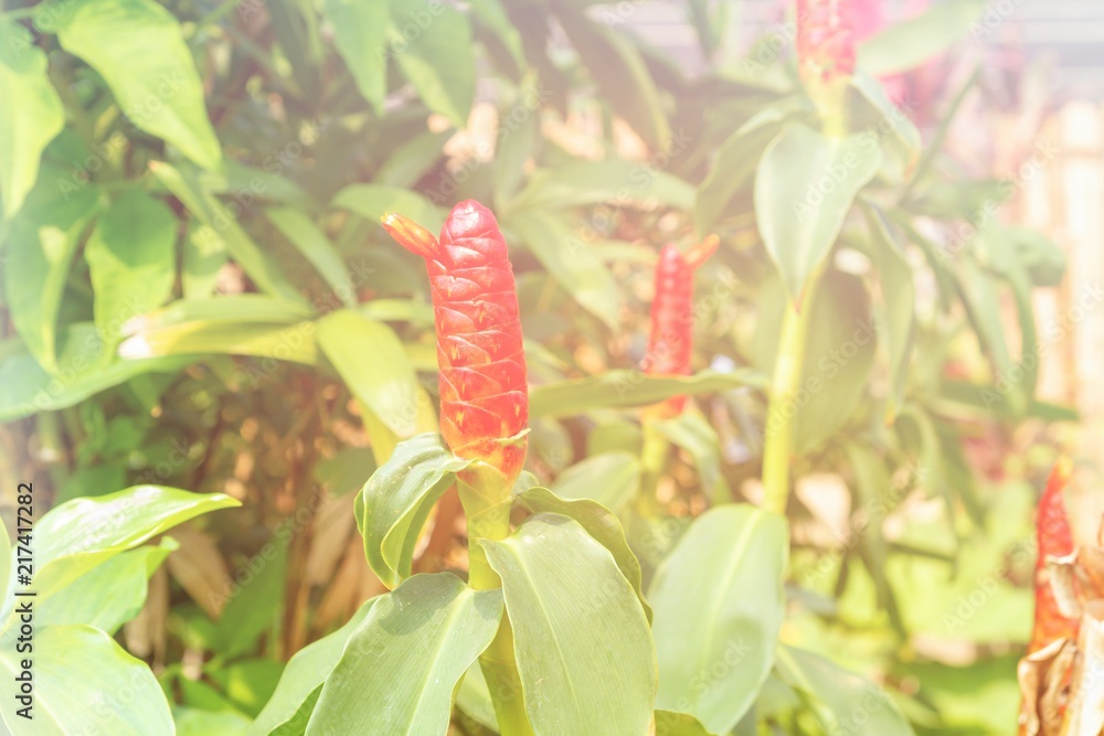 Red flower green leaf and light leaks in garden Red flower green leaf and light leaks in garden