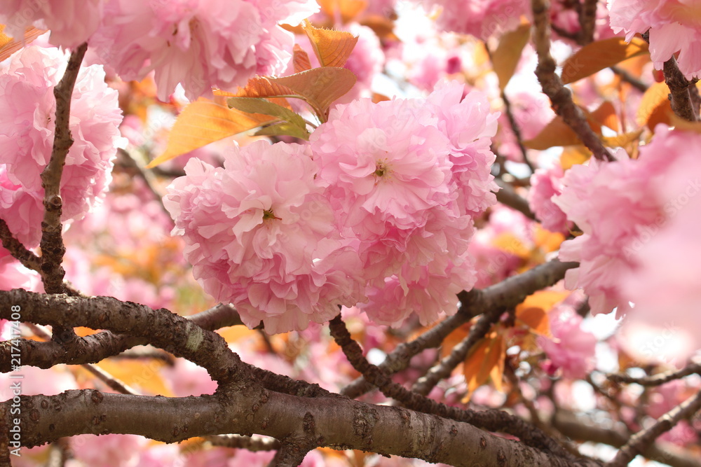 Obraz premium 八重桜