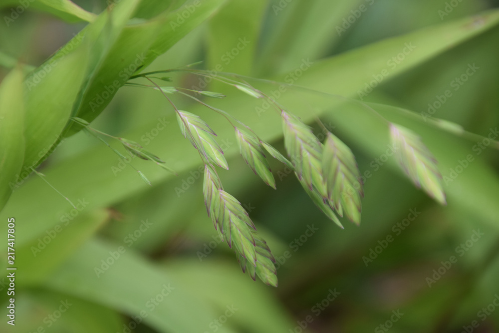 blurry look of chasmanthium latifolium in bloom, flowering Chasmanthium latifolium known as woodoats, inland sea oats, northern sea oats or river oats in august in germany blurry look of chasmanthium latifolium in bloom, flowering Chasmanthium latifolium known as woodoats, inland sea oats, northern sea oats or river oats in august in germany