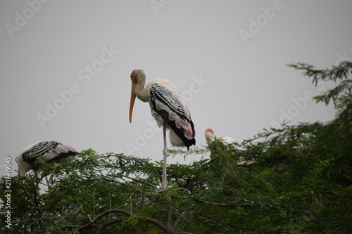 Migratory Birds