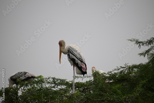 Migratory Birds