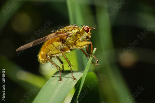 Macro flies Dryomyza anilis on leaf photo