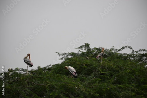 Migratory Birds