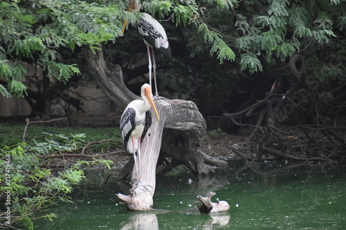 Migratory Birds