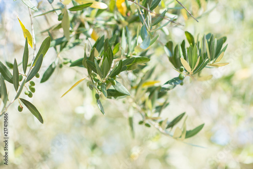 Olive trees. Olive trees garden. Mediterranean olive field ready for harvest. Italian olive's grove with ripe fresh olives. Fresh olives. Olive farm. © Khorzhevska