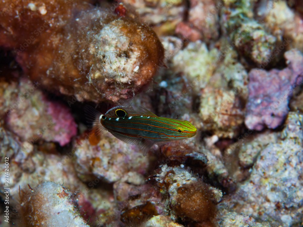 Amblygobius cf. rainfordi Amblygobius cf. rainfordi