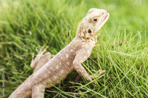 Cute Mimetism lizard © TTStock