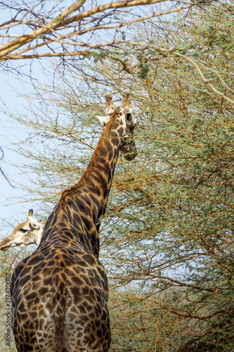 Long neck in the bush