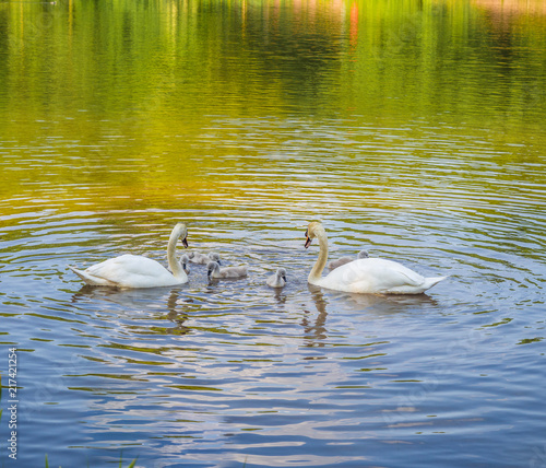 Parent swans on lake teaching thier cygnets how to look for food at Yarrow Valley Country Park, Chorley, Lancashire, UK