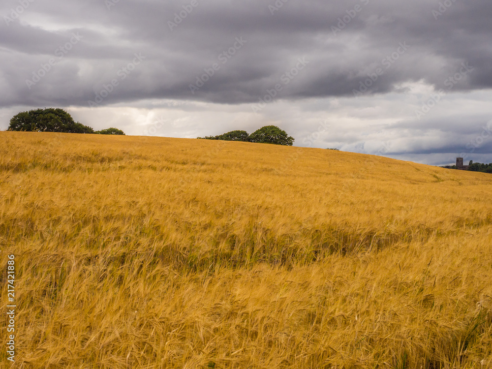 Golden wheat fields in summer at Pickmere Lake, Knutsford, Cheshire, UK