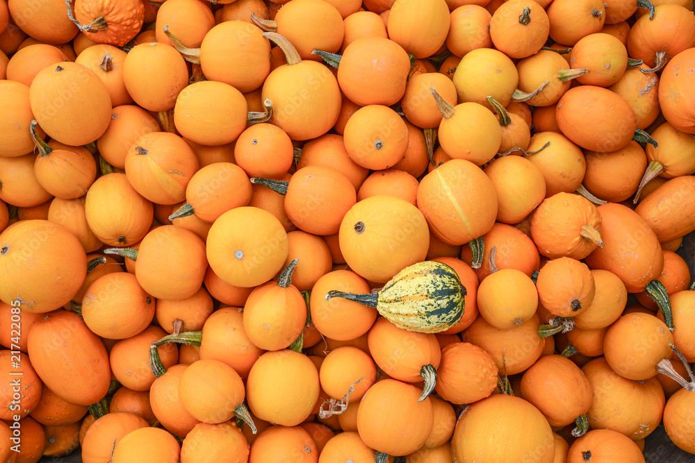 Gruppe von Kürbisen orange Herbst