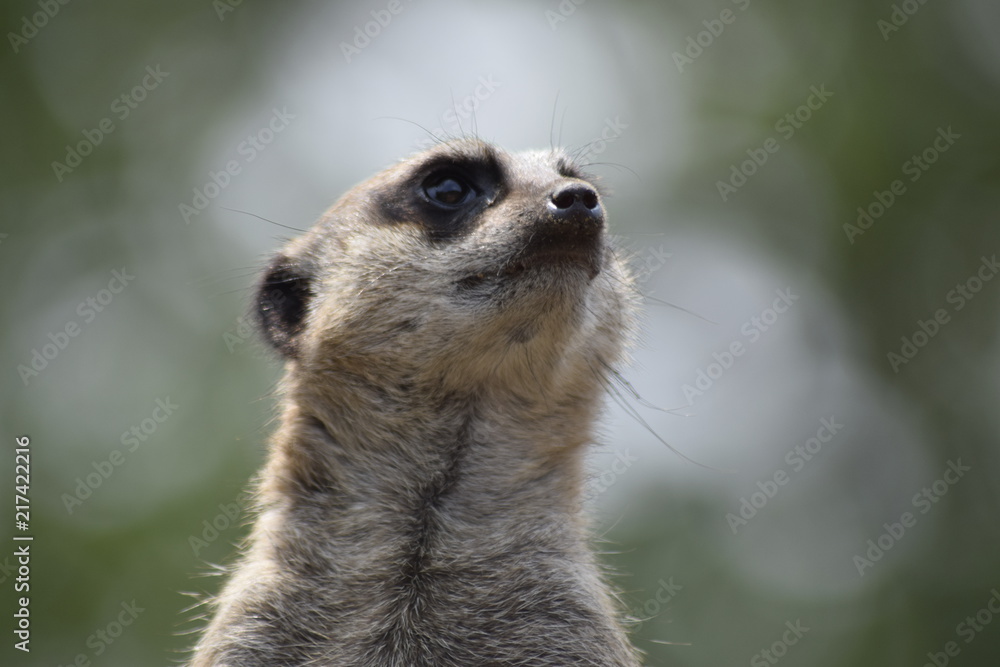Fototapeta premium Meerkat