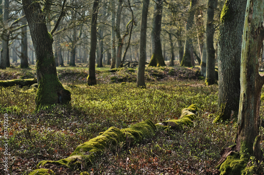Green mossy forest
