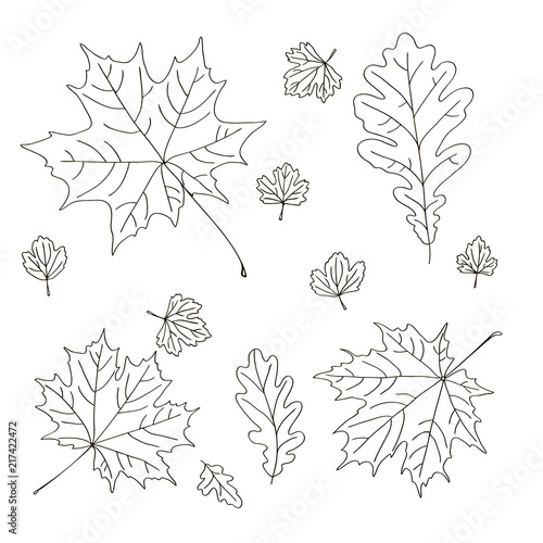 vector contour maple oak carved leaf tree element coloring book for your design and text spring summer autumn season