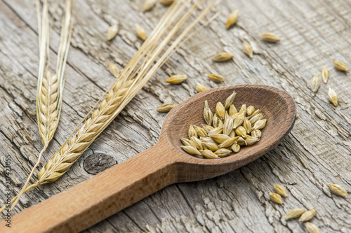 barley grains in wooden spoon on old wooden background.