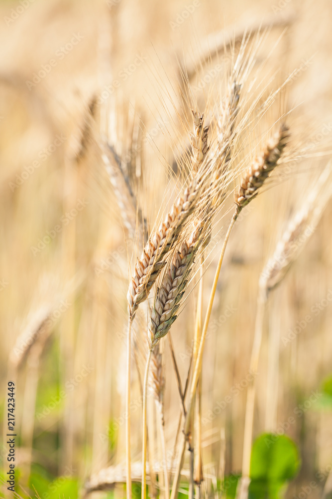 Ripe wheat field Ripe wheat field