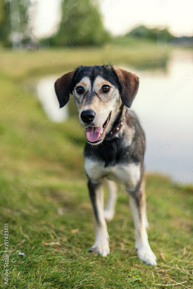 Breed dog breeds Husky and English spaniel