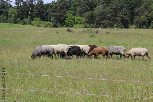 Schaf Herde auf der Weide im   ffentlichen Naturpark  Sandd  nen Sandweier - Baden-Baden