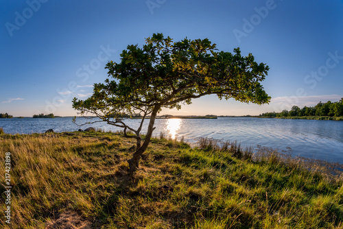 Fototapeta Naklejka Na Ścianę i Meble -  Beautiful summer seunset behind a lonely tree