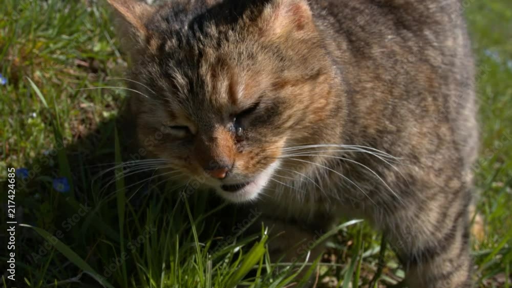 Cute Cat in Slowmotion Cute Cat in Slowmotion