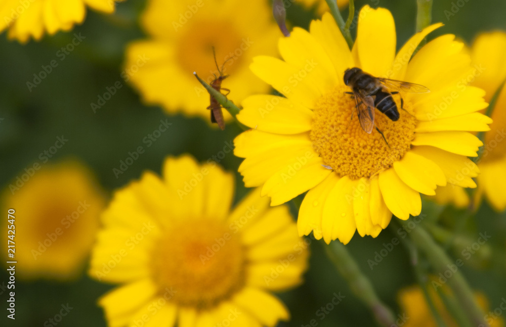 Bee with another insect for company Bee with another insect for company