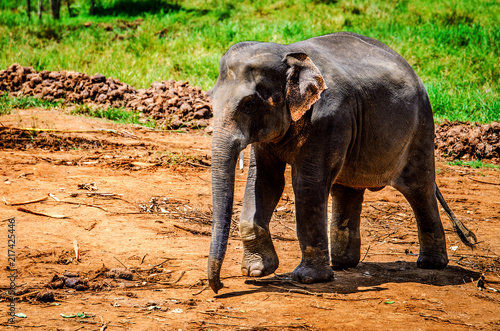 The elephant walks in the Pinnawela nursery. Sri Lanka