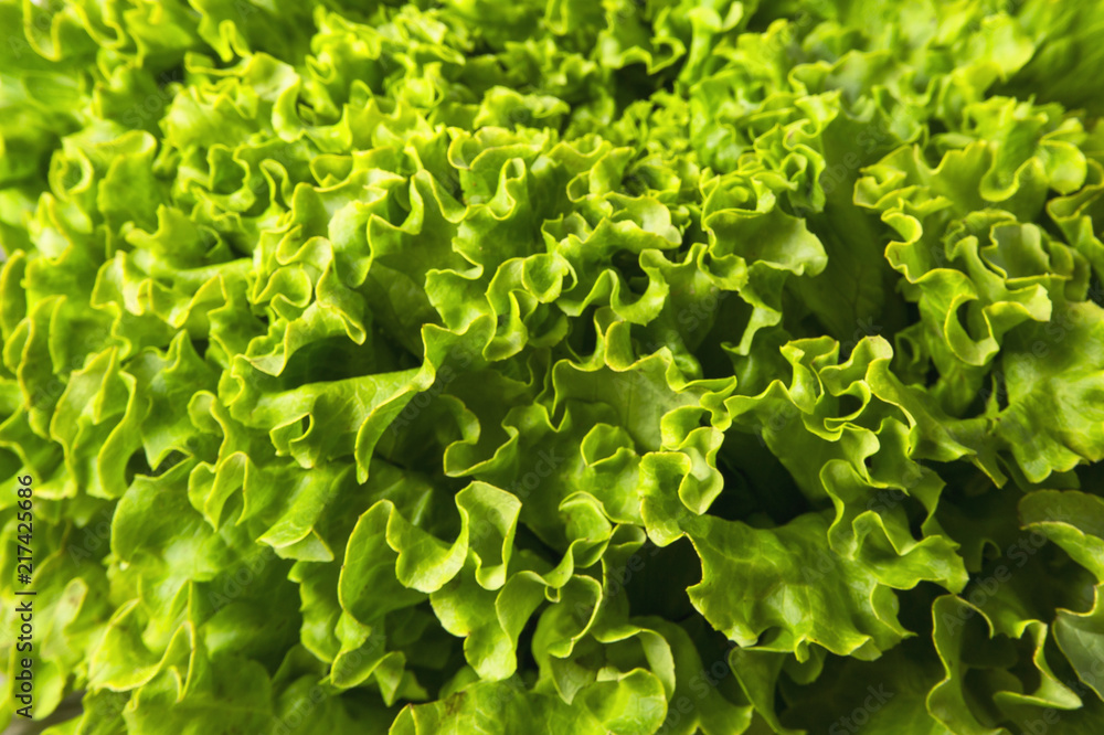 Lettuce Salad. Food background. Organic food. View from above. Macro. Copy space. Horizontal shot. Lettuce Salad. Food background. Organic food. View from above. Macro. Copy space. Horizontal shot.