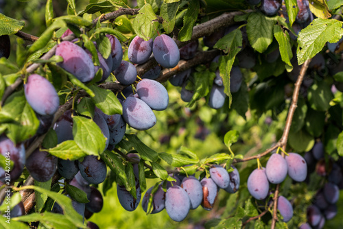 juicy ripe plums growing fast on trees in an orchard