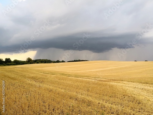 Wheat field under dramatic overcast sky