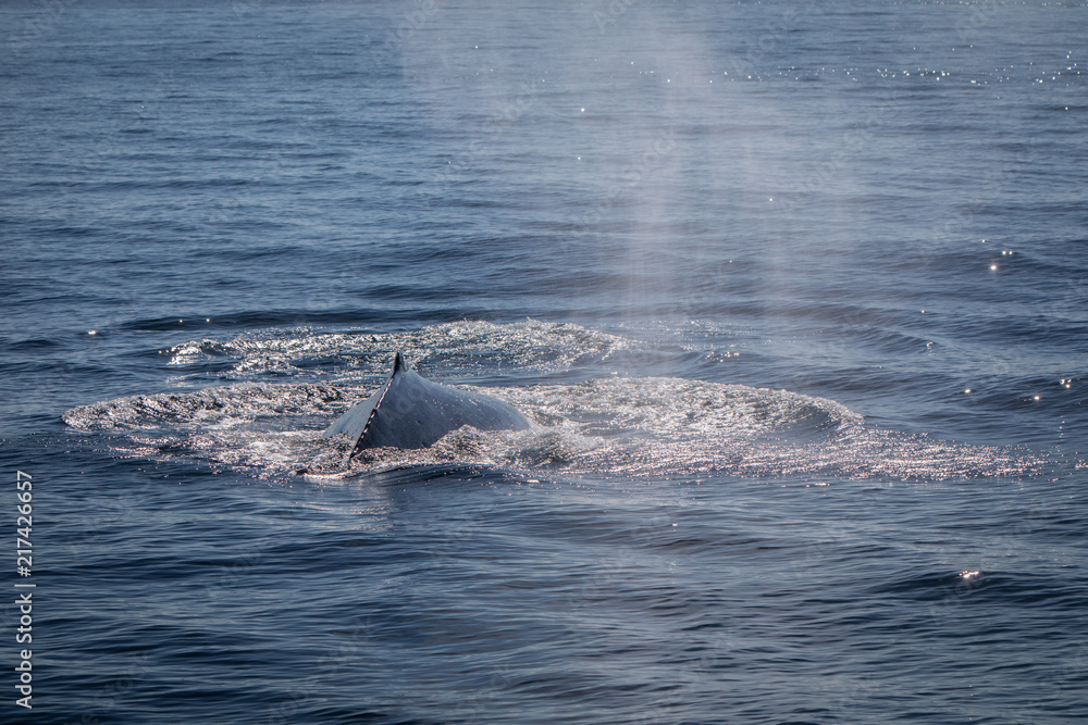 Fototapeta premium whale