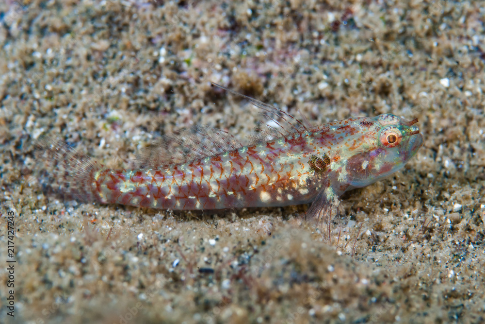 Sand-Goby Papillogobius sp.