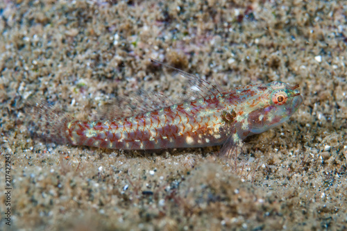 Sand-Goby Papillogobius sp.
