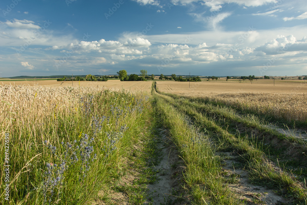 Long road with green grass through a large field of grain, horizon and blue sky