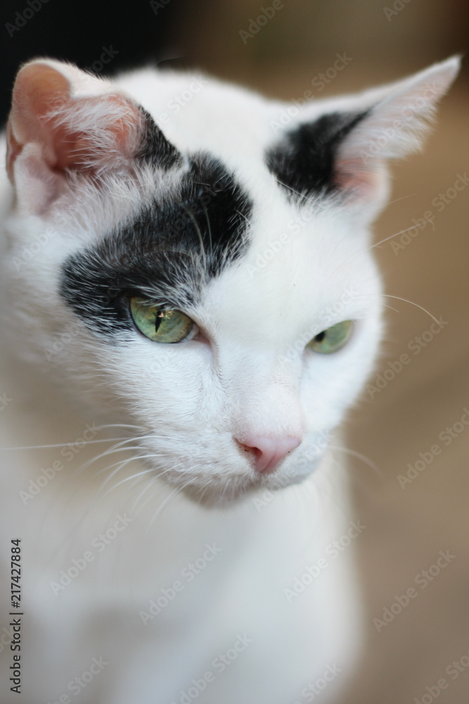 Black and White cat sitting on the wooden floor in house Black and White cat sitting on the wooden floor in house