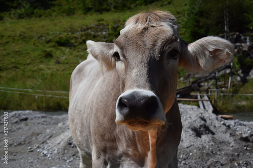 cow © Franziska Brueckmann