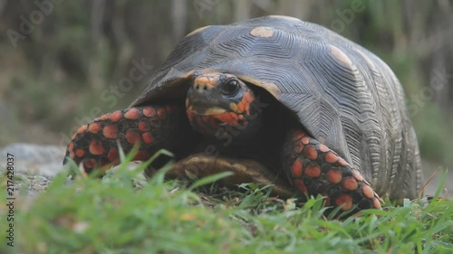 Red footed tortoise living in the wild on the caribbean island of Saint Barthelemy